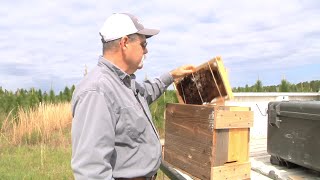 Researcher Builds Honeybee Colonies By Attracting Swarms Of Bees [upl. by Heigl]