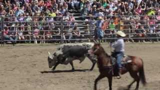 Painted Pony Rodeo Bull Riding at Wild West Frogfest 25 [upl. by Bebe]