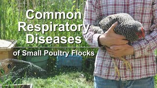 Common Respiratory Diseases of Small Poultry Flocks [upl. by Rivi125]