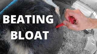 DEFLATING A CALF  VLOG 24 Calf bloat and lamb post mortems [upl. by Nanahs41]