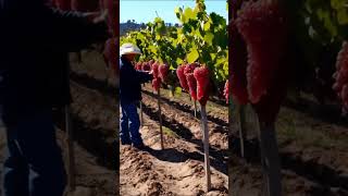 How Grapes are Grown A Behind the Scenes Look 13 grapevine fruit grapegrowing grapeharvest wine [upl. by Hadeis15]