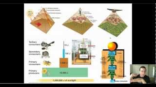 Ecosystem Matter amp Energy Flow Patterns [upl. by Bea]