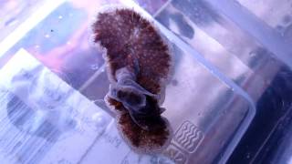 Giant Predatory Flatworm  Part 2 [upl. by Hpsoj]