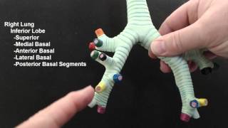 Naming the Segmental Bronchi [upl. by Lauter769]