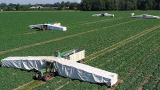 How American Farmers Harvest Thousands Of Tons Of Agricultural Products  American Farming [upl. by Oicnerual]