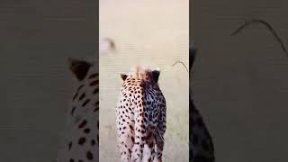 Cheetah tries to hunt baby warthogs shortwildlife [upl. by Hairom]