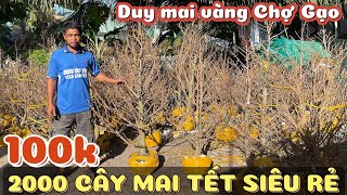 100k đủ mua mai Tết chơi bông rẻ quá 0384834321 anh Duy bán 2k cây mai giảo Thủ Đức H1320 ở Chợ Gạo [upl. by Camilla]