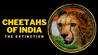 Cheetahs of India  The Extinction [upl. by Dimphia]