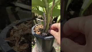 VERY SIMPLE repotting dendrobium nobile garden orchid shorts [upl. by Asiruam]