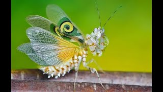 The Spiny Flower Mantis [upl. by Peyton]