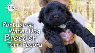 Portuguese Water Dog Breeder  Terri Pecora [upl. by Mailiw]