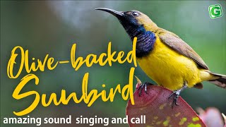 Olivebacked Sunbird Bird Sound Call And Singing [upl. by Aitercul]