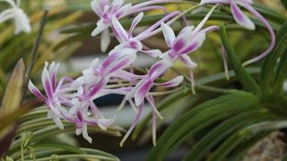 아름다운風蘭 색화 Neofinetia falcata [upl. by Ojytteb]