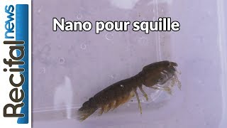 VLOG12 Sébastien  un nano pour une squille [upl. by Aenea]