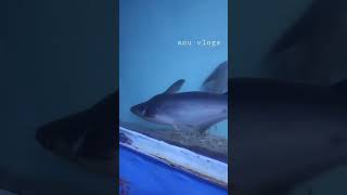 shark anuvlogs youtubeshorts youtube fish exhibition eluru [upl. by Ardnu125]