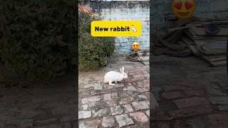 New rabbit🐇 petlover minivlog kabutarvlog pigeon rabbit viralshort [upl. by Etireuqram]