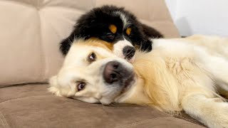 Bernese Mountain Dog Puppy Sleeps with Golden Retriever for the First Time [upl. by Pilar]