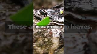 Amazing Symbiosis of Insects insects simbiosis natureexplained science education students [upl. by Naniac]