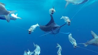 GoPro Awards Marlin Encounter [upl. by Ecam]