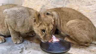 Feeding Lions a day lions lioncubs deanschneider kevinrichardson [upl. by Hpeseoj711]