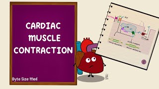 Cardiac Muscle Contraction  Excitation Contraction Coupling  Cardiac Physiology [upl. by Chemosh448]