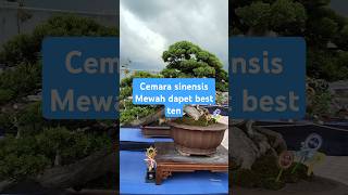 Bonsai cemara sinensis Cascade  Bonsai pamlok inspirasi [upl. by Aisatnaf991]