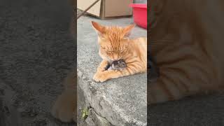 cute cat funny video funny catvideos catcomedy [upl. by Ynattyrb437]