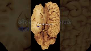 Brocas Area आपकी आवाज़ का रहस्य 🗣️🤯  Voice Of Psych psychology shorts hindi [upl. by Tutto]