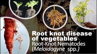 Root Knot Nematodes in Vegetables Crops Symptoms Disease Cycle and Effective Management [upl. by Divadleahcim]