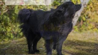 Svensk lapphund Swedish lapphund För dig som vill ha en aktiv och rolig ras [upl. by Orms546]