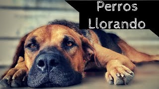 PERROS LLORANDO HD Efectos de Sonidos  Haz escuchar esto a tu mascota para sorprenderte [upl. by Norman]