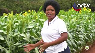 Zimbabwes Traditional Grains  Breadbasket [upl. by Clemmy]