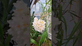 Polystachya neobenthamia Orchid looks beautiful 🥰 [upl. by Atsev228]