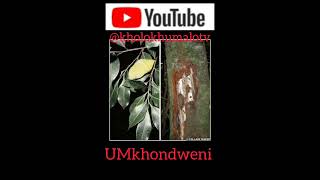 Incazelo ngoMkhondweni By Kholo Khumalo TV [upl. by Nymrak988]