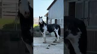 The Shire Horse Englands Giant of Strength shorts horse shirehorse [upl. by Iraj835]