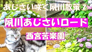 川沿いの美しい紫陽花【夙川あじさいロード】苦楽園口駅を中心に有名な夙川の桜の根本に植えられた紫陽花が川沿いに美しく咲いています。香櫨園の美猫ちゃんのいるカフェから甲陽園まで散策しました。 [upl. by Alomeda151]