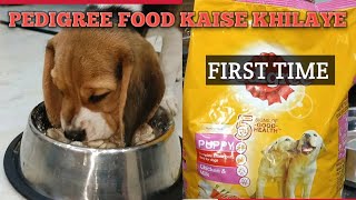 Pedigree food kaise khilaye  first time pedigree food  dog food [upl. by Yht]