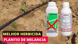 MELHOR HERBICIDA PARA SUA MELANCIA  NÃO COMETA ESSE ERRO [upl. by Graces]