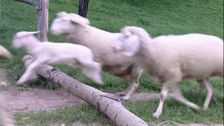 10 Hours Ultimate Sleep Sheep Video  Sheep Sound Only 1080HD SlowTV [upl. by Bird]