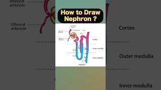 Quick and Easy Nephron Diagram  StepbyStep Process  nephron biologydiagrams sciencediagram [upl. by Aneeles65]