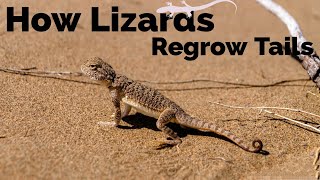 How Do Lizards Regrow Their Tail [upl. by Adnilema]