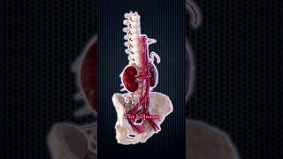 How Much Blood Do Your Kidneys Filter Daily [upl. by Wesley246]