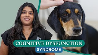 Cognitive Dysfunction Syndrome in Pets How to Spot the Warning Signs in Aging Dogs and Cats [upl. by Dnumyar]