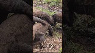 the Komodo dragons almost got into a fight [upl. by Innattirb838]