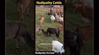 Cute cows cute life village farm pets reels trending love india youtube tiktok [upl. by Teemus]