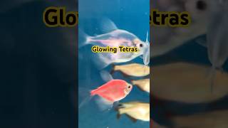 Glowing tetra along with buenus airies tetras tropicalfish fish tetrafish exoticfishes [upl. by Ellicul]