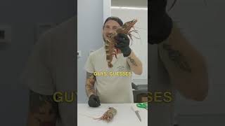 A giant tiger shrimp 👌😁🔪viral comedy seafood tigerprawns fyp shorts subscribe [upl. by Marquis715]