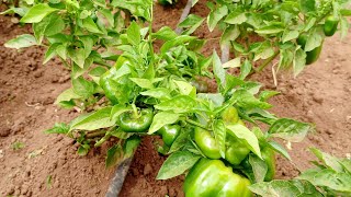 capsicum 🫑🫑 farming Kenya use of drip irrigation peterkamau9880 [upl. by Sirret]