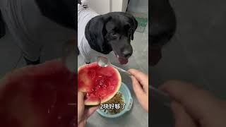 Follow me to eat meat homemade dog food daily feeding Labrador [upl. by Hearn]