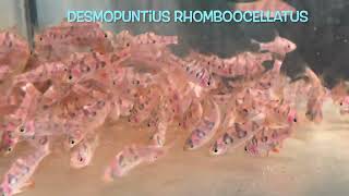 Desmopuntius rhomboocellatus [upl. by Neelyahs683]